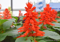 Zoals je kunt zien is ook deze nieuwe genetica een stuk compacter en voller dan de oude.